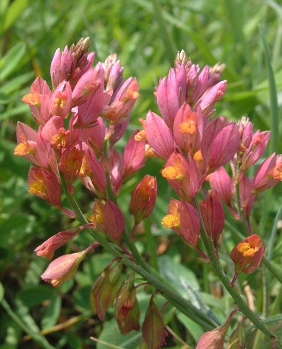 polygala?